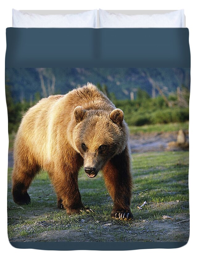 Lindstrand Duvet Cover featuring the photograph Captive Brown Bear Walking by Doug Lindstrand