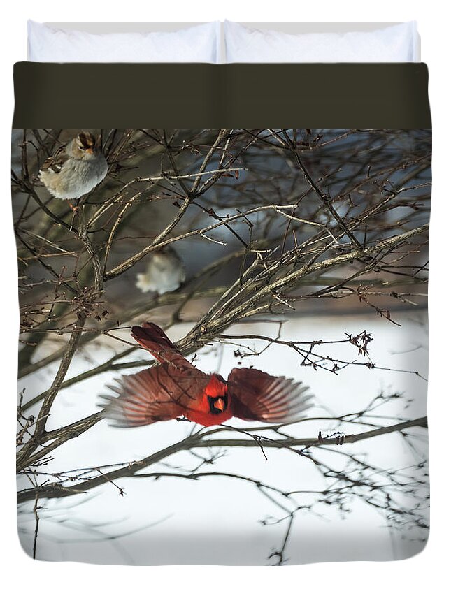 Jan Holden Duvet Cover featuring the photograph Cardinal in Flight by Holden The Moment