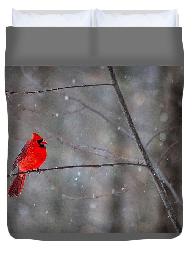 Snowy Cardinal Duvet Cover featuring the photograph Cardinal In The Snow by Karol Livote