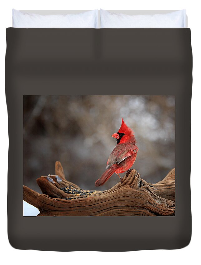 Cardinal Duvet Cover featuring the photograph Cardinal On A Log by Bill Wakeley