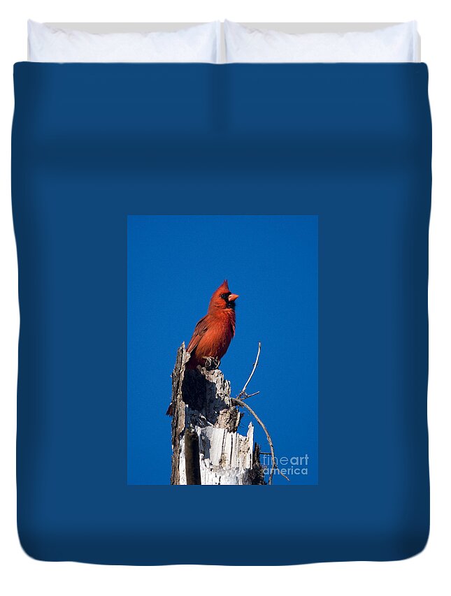Male Cardinal Duvet Cover featuring the photograph Cardinal on Honeymoon Island by John Greco
