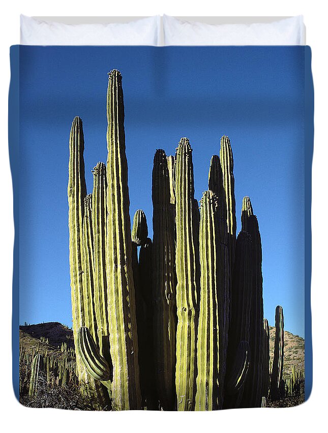 Feb0514 Duvet Cover featuring the photograph Cardon Cacti Santa Catalina Island Baja by Tui De Roy