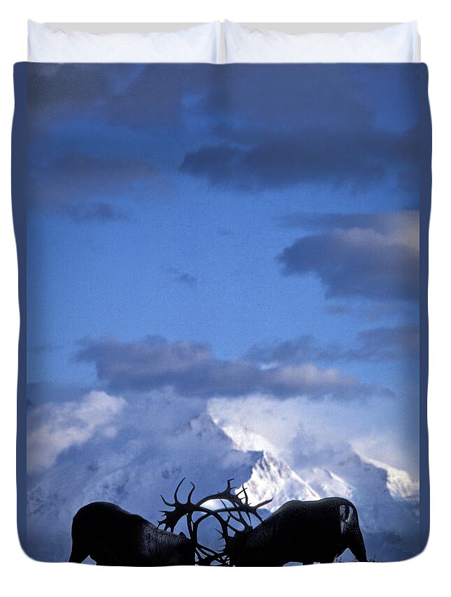 Nature Duvet Cover featuring the photograph Caribou Fighting by Mark Newman
