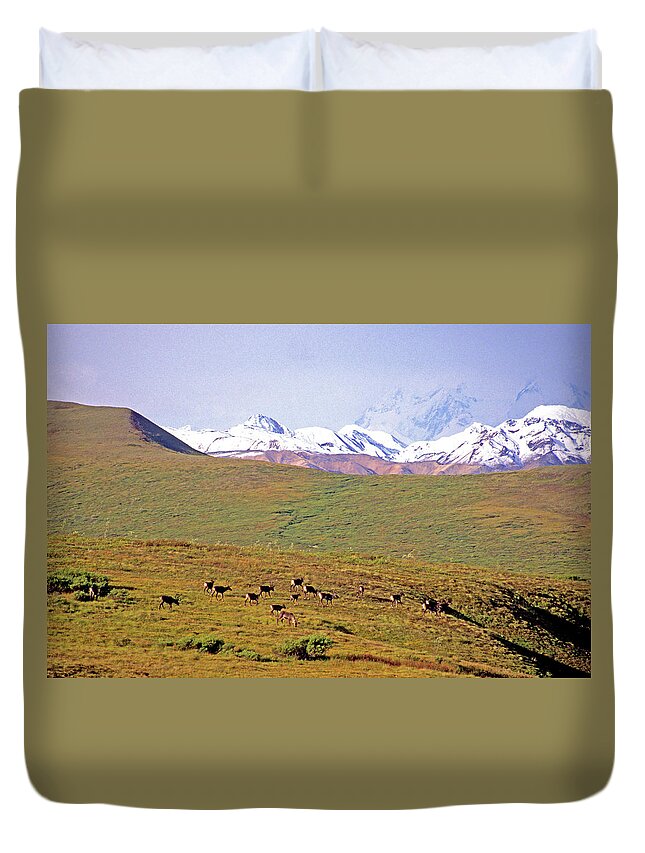 Action Duvet Cover featuring the photograph Caribou Migrating In The Alaska Range by Stephen Gorman