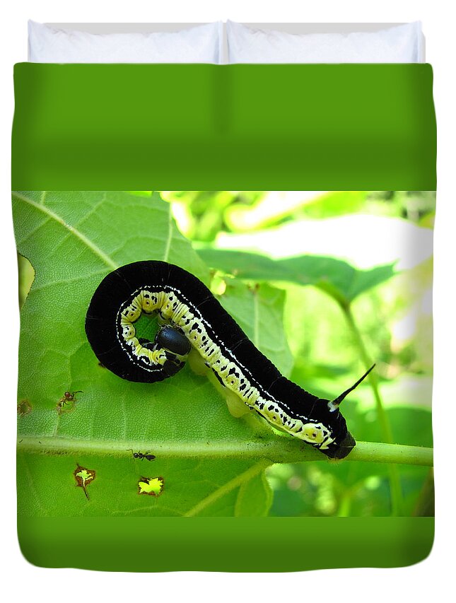 Catalapa Sphinx Duvet Cover featuring the photograph Catalapa Sphinx Caterpillar by Joshua Bales