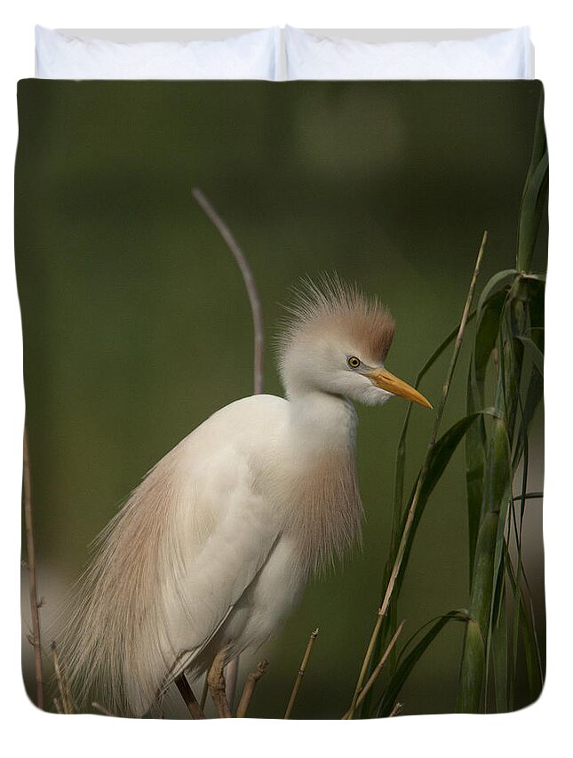 Wildlife Duvet Cover featuring the photograph Cattle Egret, Bubulcus ibis by Tony Mills
