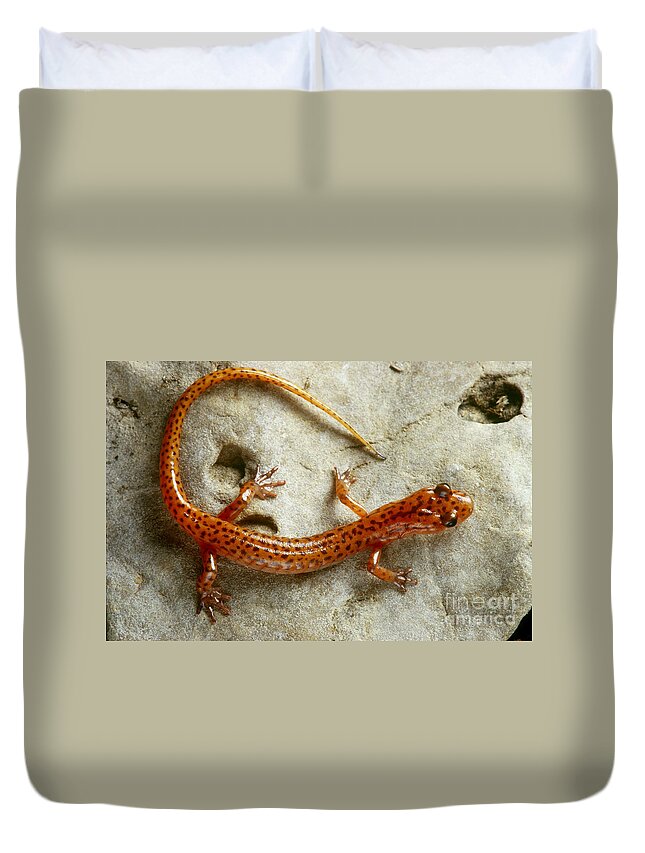 Nature Duvet Cover featuring the photograph Cave Salamander by James L. Amos