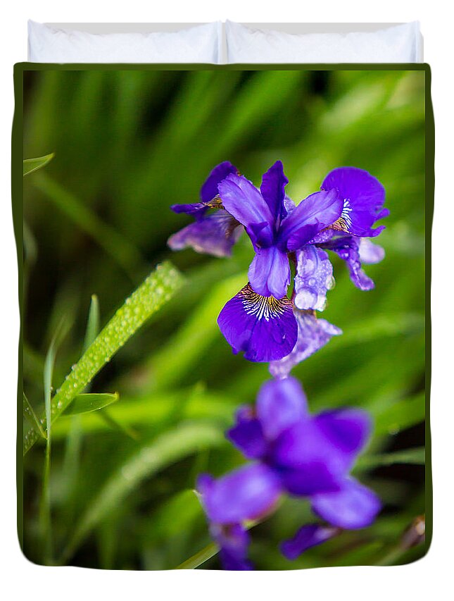 Ceasars Duvet Cover featuring the photograph Ceasars Brother Siberian Iris by Brad Marzolf Photography