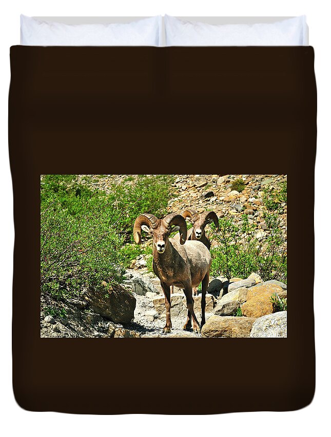 Glacier National Park Duvet Cover featuring the photograph Chance Encounters by Greg Norrell