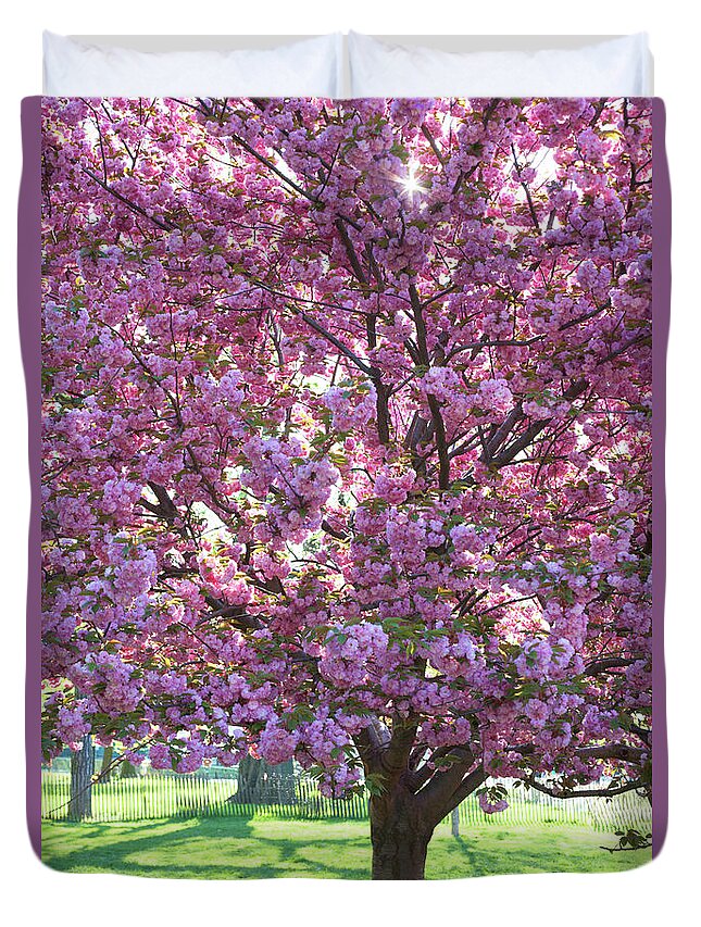 Tranquility Duvet Cover featuring the photograph Cherry Blossom Tree In Park by Jason Todd