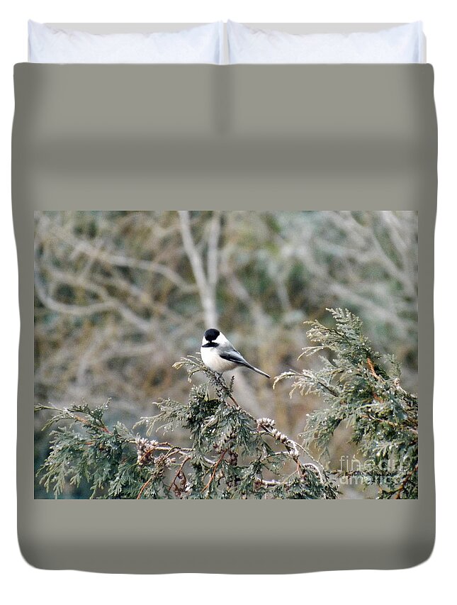 Chickadee Duvet Cover featuring the photograph Chickadee in cedar by Brenda Brown