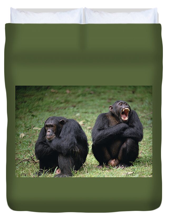 Feb0514 Duvet Cover featuring the photograph Chimpanzee Pair Interacting Gombe Stream by Gerry Ellis