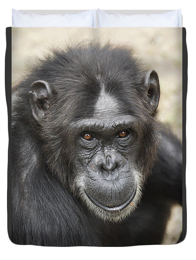 Hiroya Minakuchi Duvet Cover featuring the photograph Chimpanzee Portrait Ol Pejeta by Hiroya Minakuchi