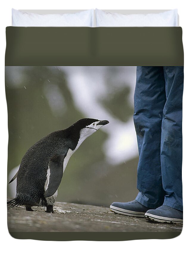 Feb0514 Duvet Cover featuring the photograph Chinstrap Penguin Inspecting Tourist by Tui De Roy