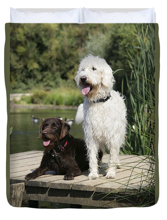 Labradoodle Duvet Cover featuring the photograph Chocolate And Cream Labradoodles by John Daniels