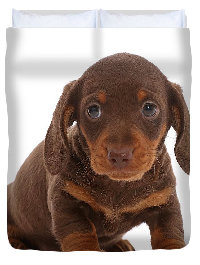Dachshund Duvet Cover featuring the photograph Chocolate Dachshund Puppy by Mark Taylor