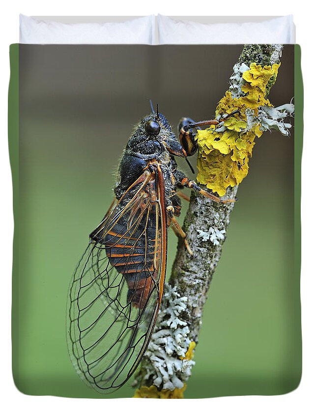 525040 Duvet Cover featuring the photograph Cicada Effingen Switzerland by Thomas Marent