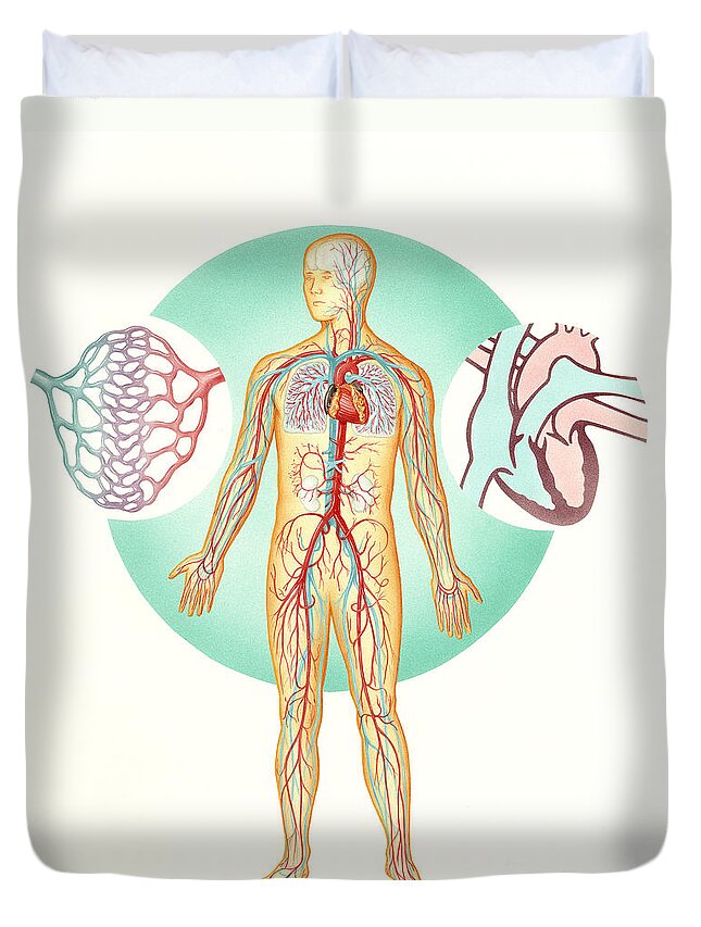 Illustration Duvet Cover featuring the photograph Circulatory System by Carlyn Iverson