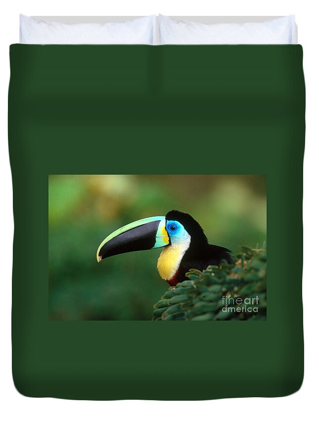 Citron-throated Toucan Duvet Cover featuring the photograph Citron-throated Toucan by Art Wolfe