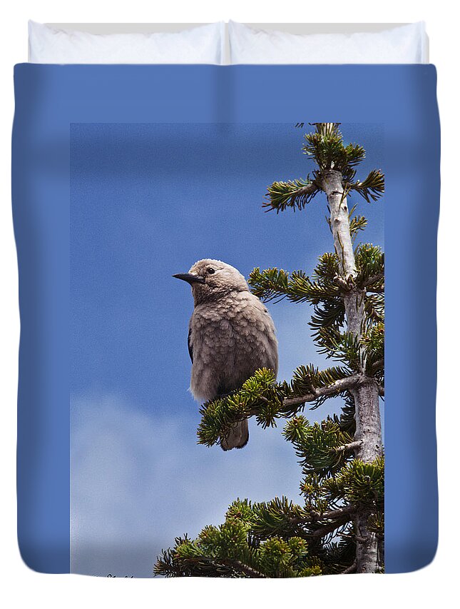 Animal Duvet Cover featuring the photograph Clark's Nutcracker in a Fir Tree by Jeff Goulden
