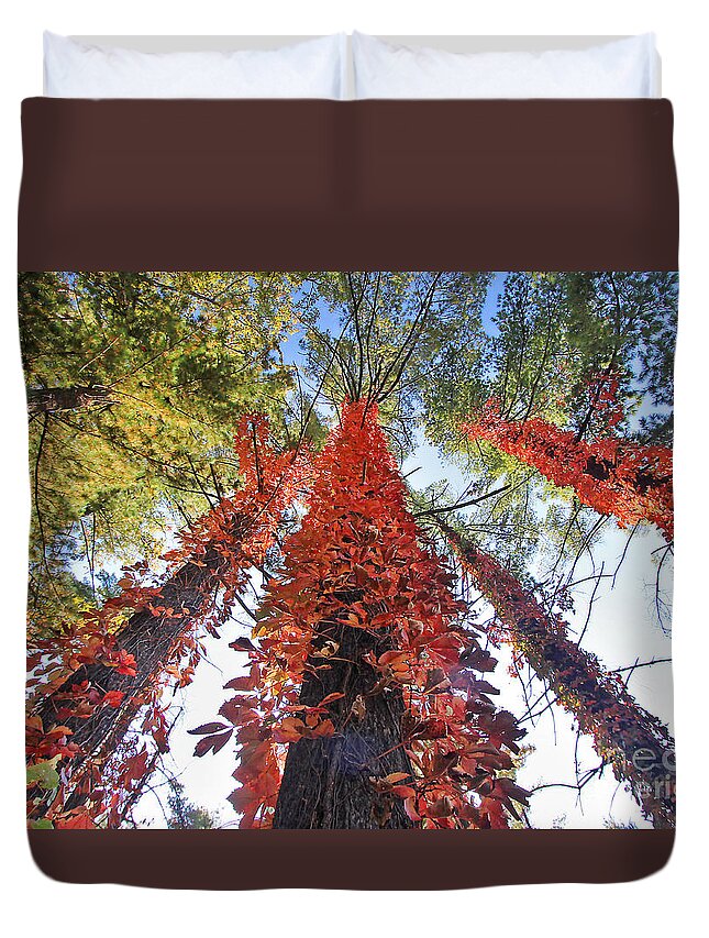 Vines Duvet Cover featuring the photograph Climbing Colors by Martin Konopacki