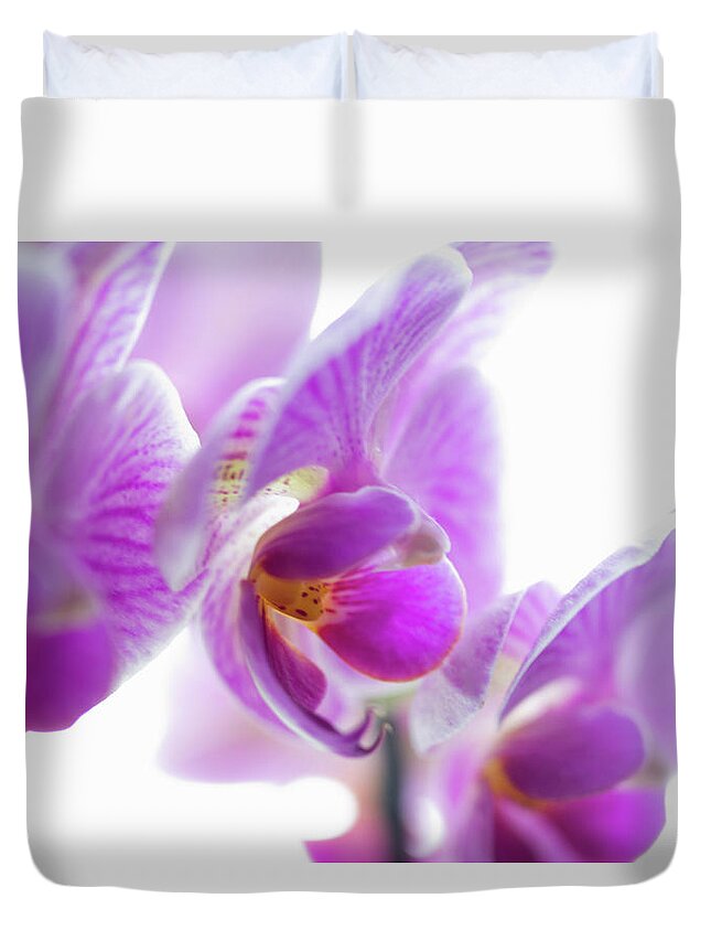 White Background Duvet Cover featuring the photograph Close Up Of Flower Petals by Redheadpictures