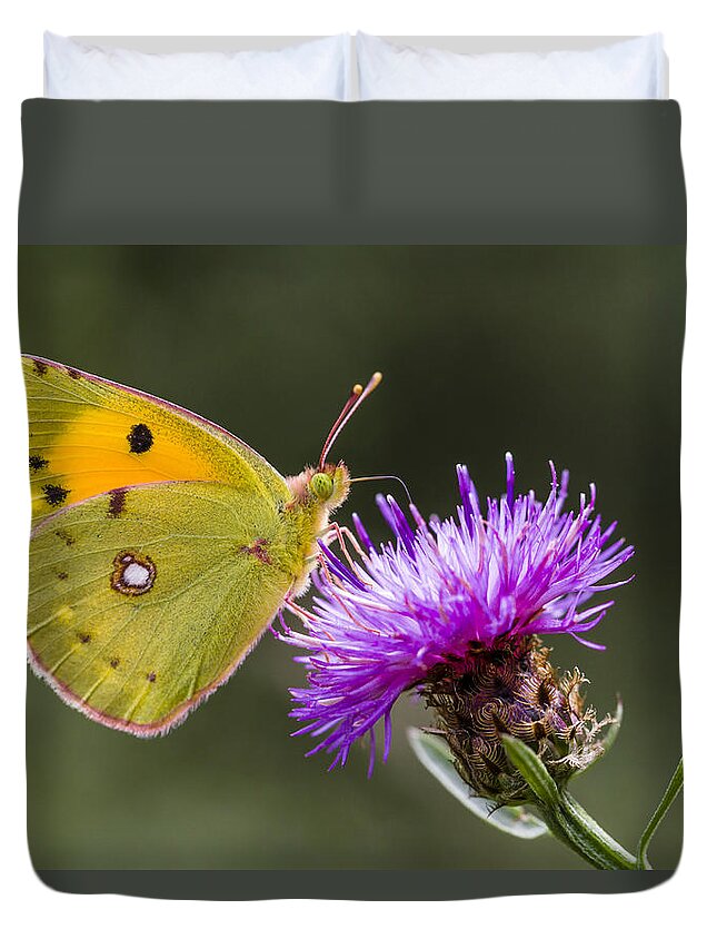 Nis Duvet Cover featuring the photograph Clouded Yellow Butterfly Feeding by Alex Huizinga