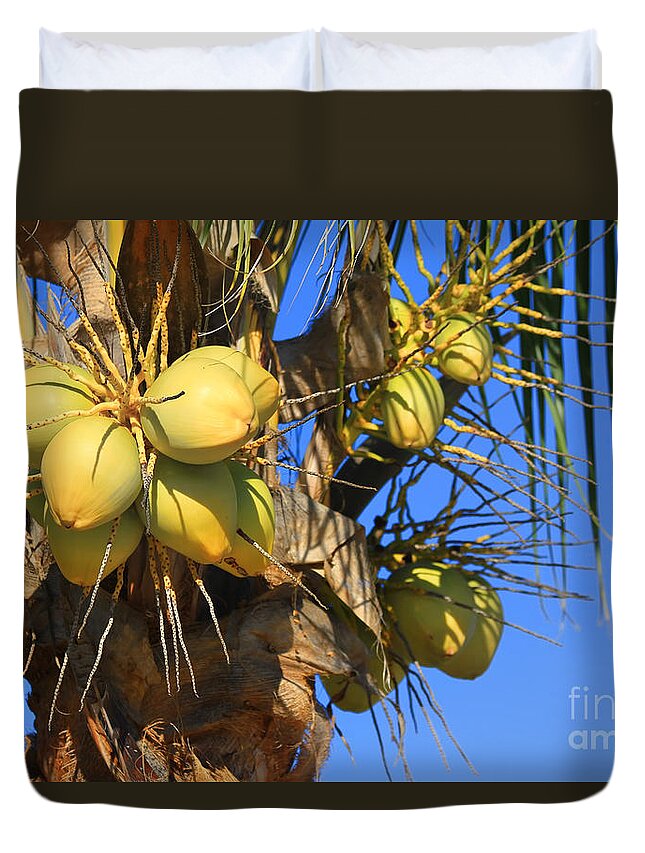Coconut Palm Duvet Cover featuring the photograph Coconut 2 by Teresa Zieba
