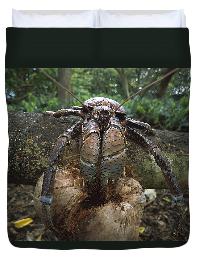 Feb0514 Duvet Cover featuring the photograph Coconut Crab Eating Palmyra Atoll by Tui De Roy