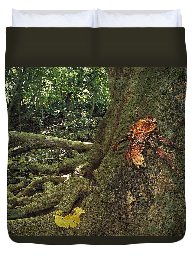 Feb0514 Duvet Cover featuring the photograph Coconut Crab Scaling A Grand by Tui De Roy