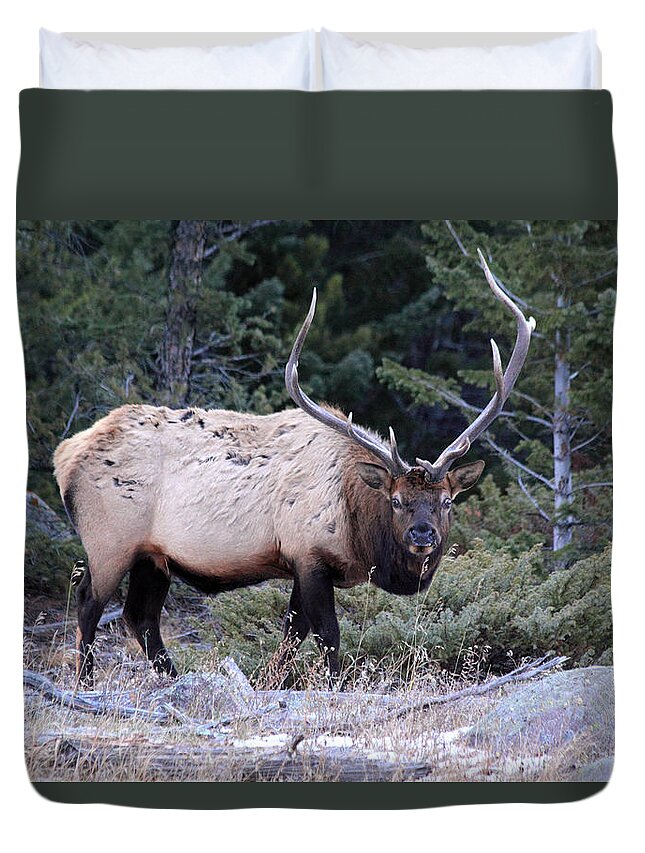 Bull Elk Duvet Cover featuring the photograph Colorado Bull Elk #1 by Shane Bechler