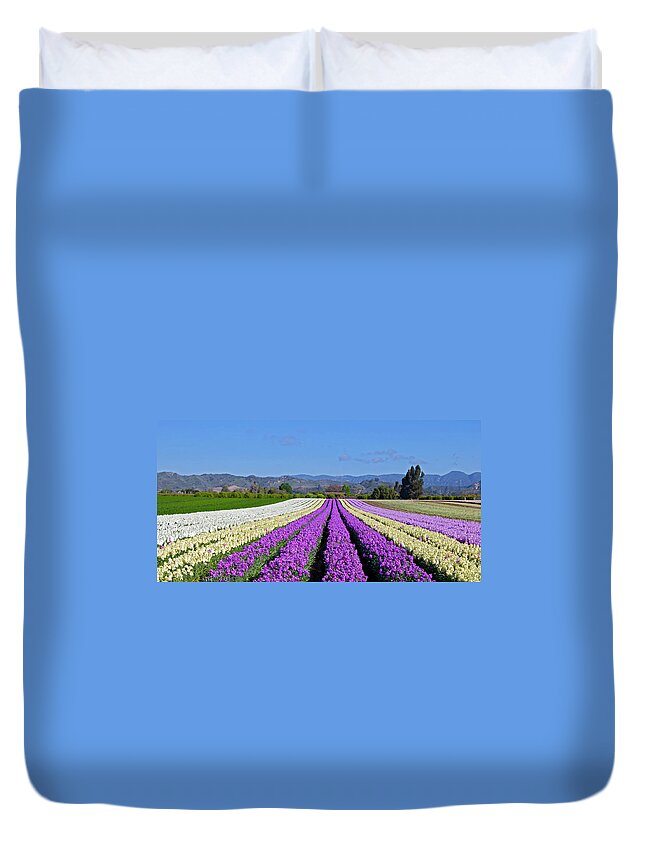 Panoramic Duvet Cover featuring the photograph Colorful Stock Flowers Growing In Rows by Greg Boreham (treklightly)
