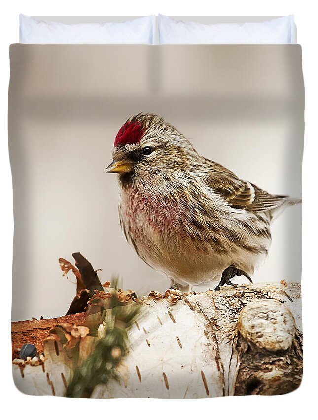 Common Redpoll Duvet Cover featuring the photograph Common Redpoll by John Vose