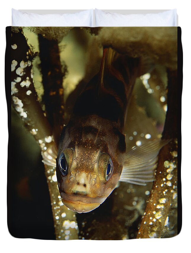Copper Rockfish Duvet Cover featuring the photograph Copper Rockfish by Art Wolfe