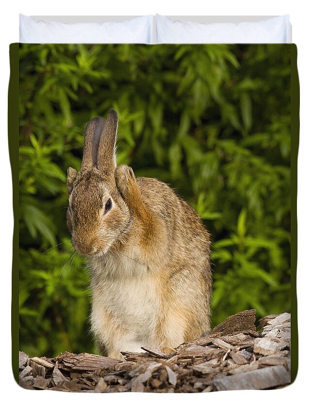 535854 Duvet Cover featuring the photograph Cottontail Rabbit Grooming by Steve Gettle