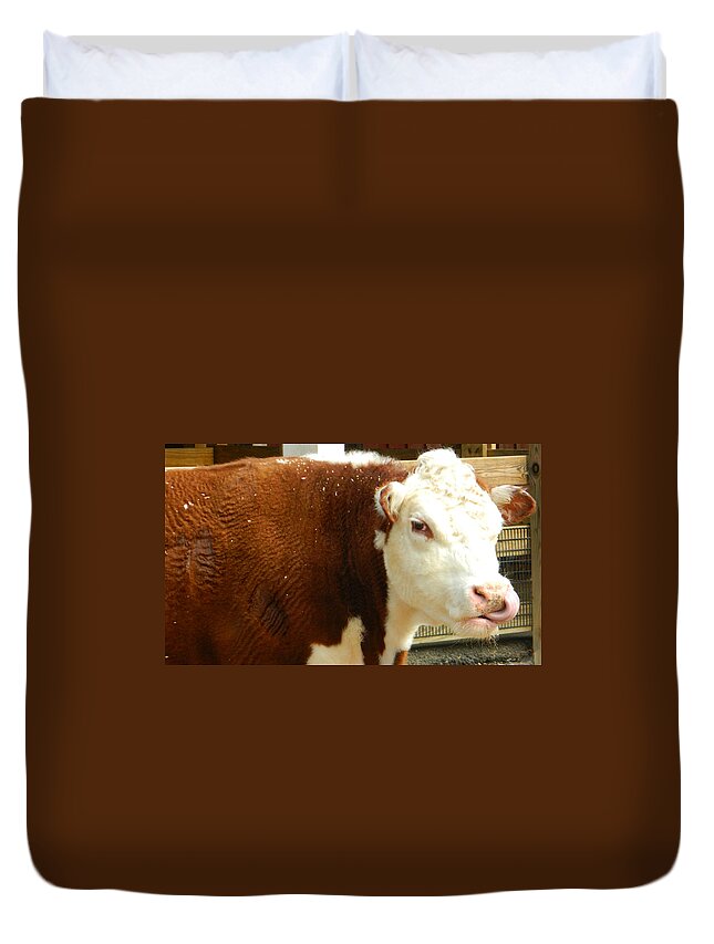 Cows Photographs Duvet Cover featuring the photograph Cow Lickin' Good by Emmy Vickers