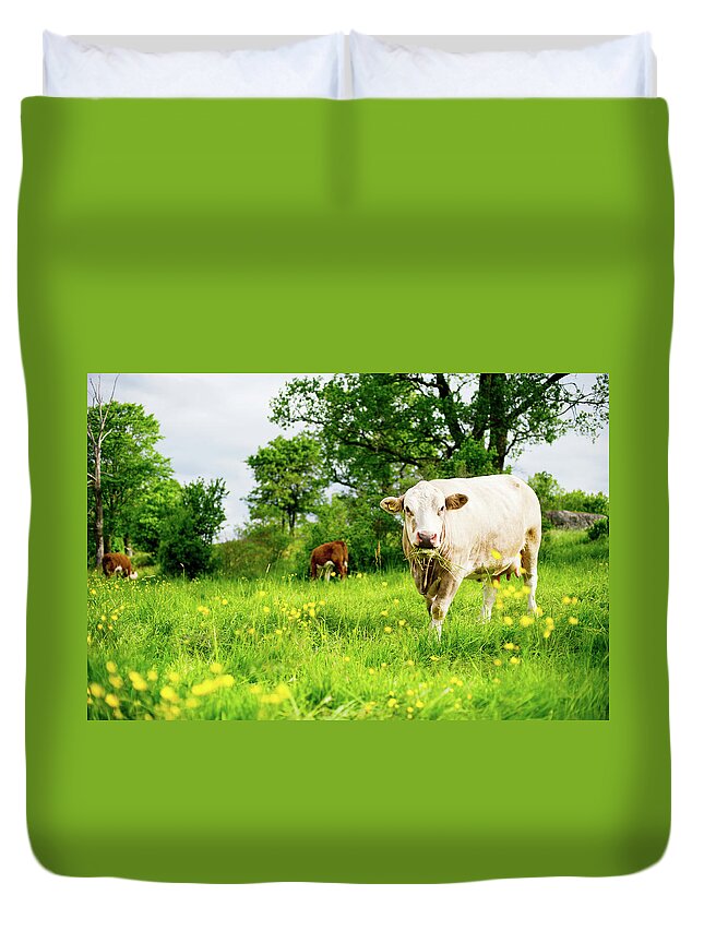 Shadow Duvet Cover featuring the photograph Cows Eating by Lkpgfoto