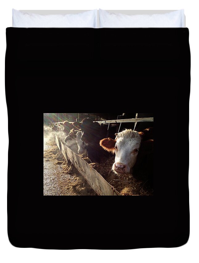 In A Row Duvet Cover featuring the photograph Cows Looking Out Of A Barn by James Ephraums