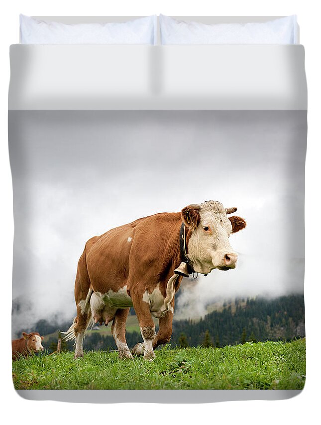 Simmental Cattle Duvet Cover featuring the photograph Cows Walking On Alp by Pidjoe