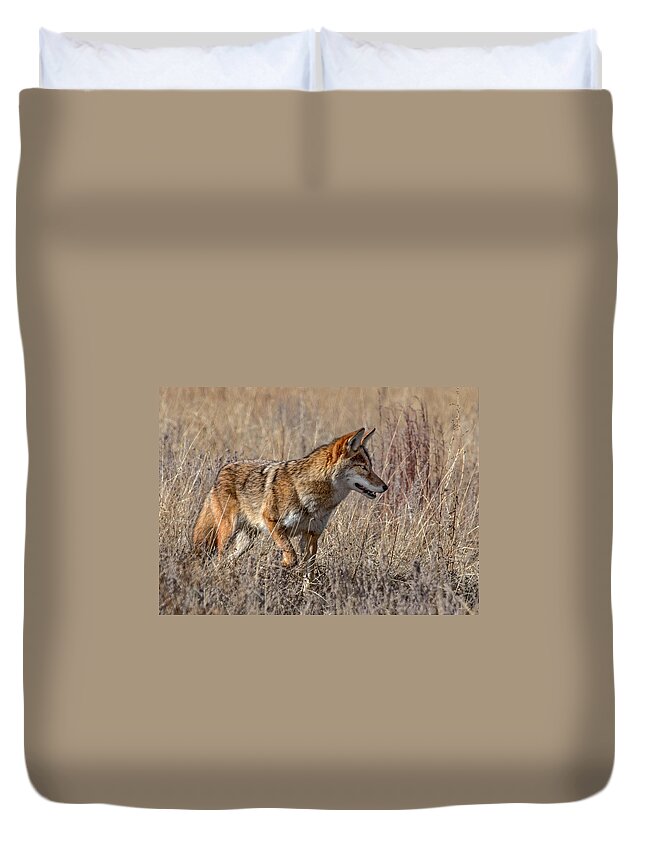 Coyote Duvet Cover featuring the photograph Coyote on the Hunt by Dawn Key