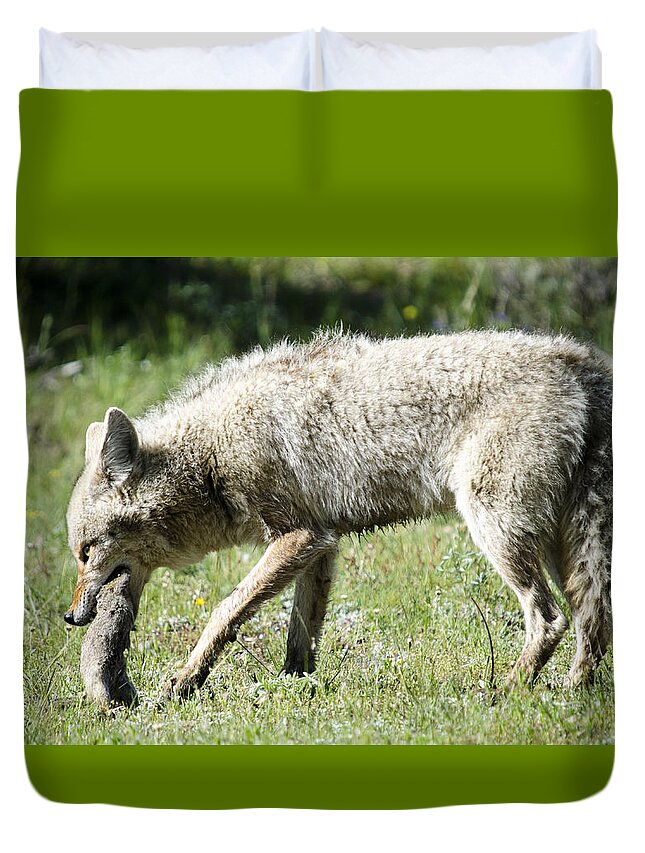 Coyote Duvet Cover featuring the photograph Coyote with Squirrel by Crystal Wightman