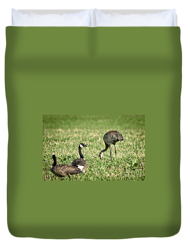 Sandhill Cranes Duvet Cover featuring the photograph Crane and Friends by Cheryl Baxter