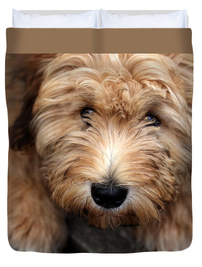 Animals Duvet Cover featuring the photograph Crazy Kelsey by Debbie Oppermann