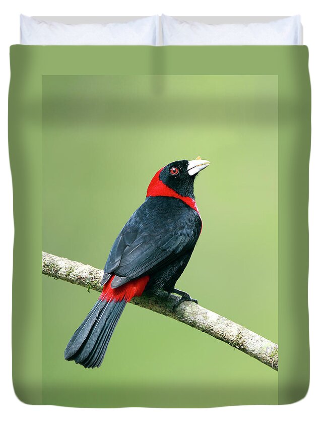 Black Color Duvet Cover featuring the photograph Crimson-collard Tanager by Mlorenzphotography