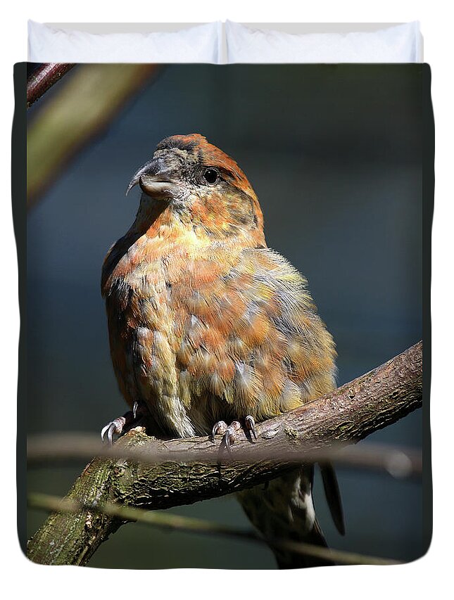 Nobody Duvet Cover featuring the photograph Crossbill Loxia Curvirostra Male Spain by David Santiago Garcia