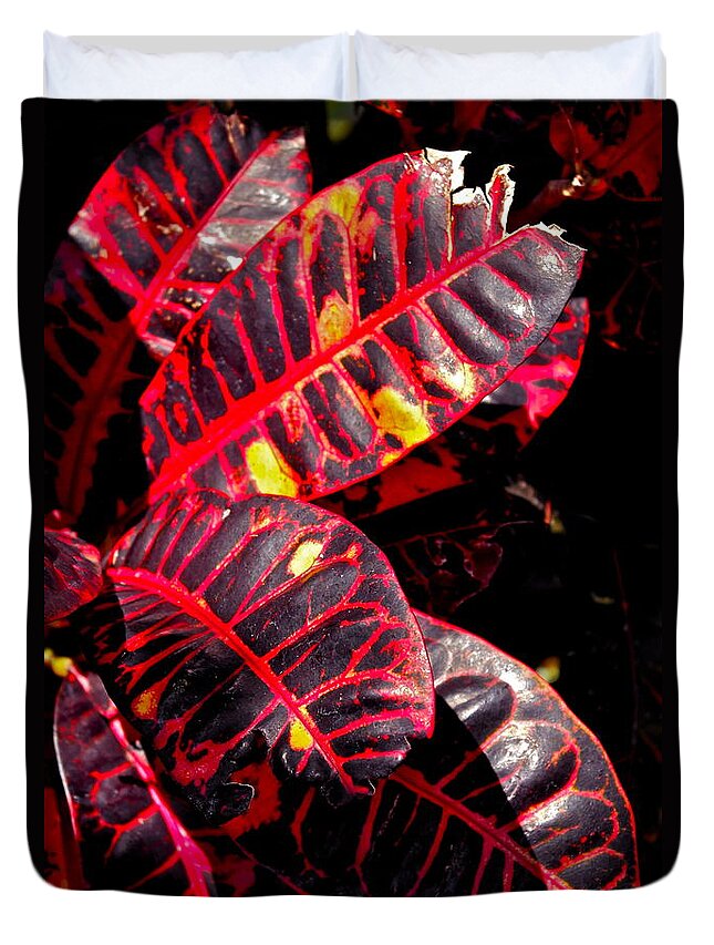 Croton Plant Duvet Cover featuring the photograph Croton Leaves in Black and Red by Michele Myers