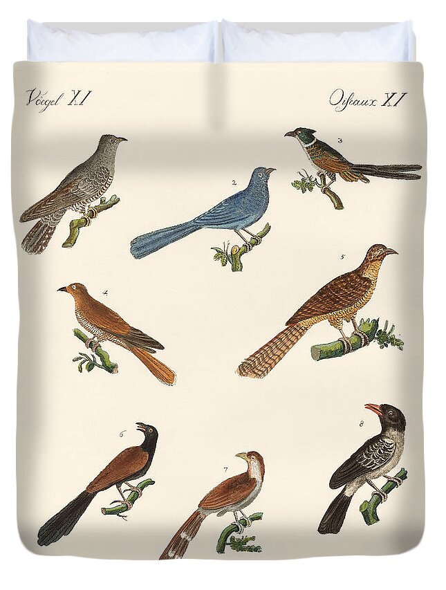 European Cuckoo Duvet Cover featuring the drawing Cuckoos from various countries by Splendid Art Prints
