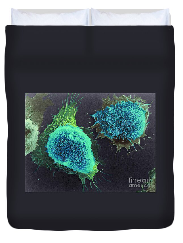 Science Duvet Cover featuring the photograph Cultured Cells, Sem by Science Source