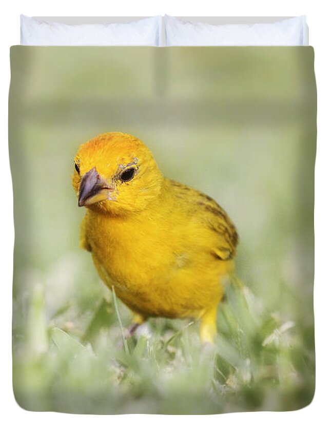 Canary Duvet Cover featuring the photograph Curiosity by Melanie Lankford Photography