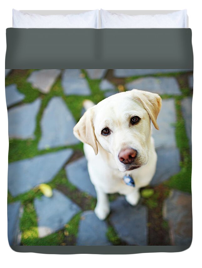 Pets Duvet Cover featuring the photograph Curious Dog Looking Up by Purple Collar Pet Photography